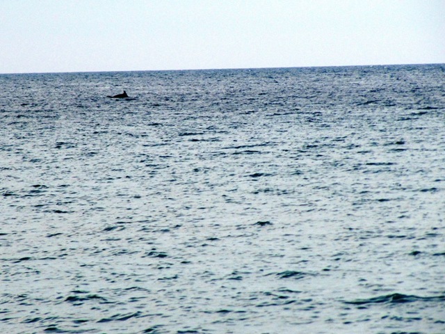 delfin 4