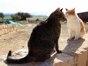 Koty czekają w Kurionie