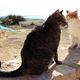 Koty czekają w Kurionie