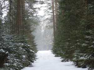 Zima w puszczy