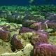 8 rafa koralowa