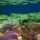 12 rafa koralowa