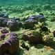 13 rafa koralowa