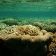 14 rafa koralowa
