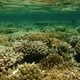 15 rafa koralowa
