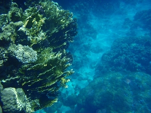 18 rafa koralowa