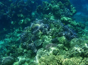 19 rafa koralowa