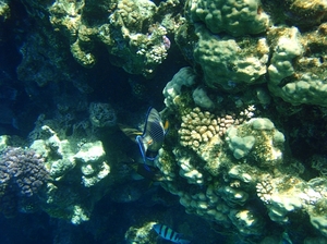 20 rafa koralowa