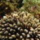 21 rafa koralowa