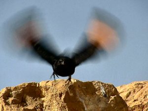 Masada, Izrael - twierdza pomnik