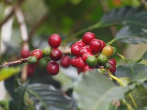 Plantacja kawy -  kawa