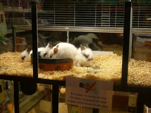 Małe króliki budzą "piszczący" zachwyt przechodniów 