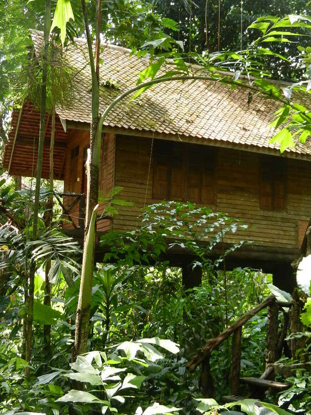 Domki w dżungli