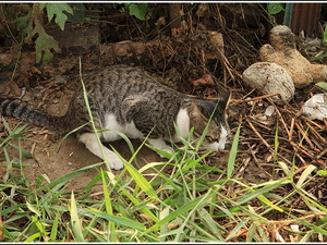 Po drodze do Ayutthayi