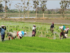 Chiang Rai