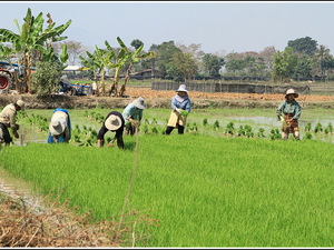 Chiang Rai