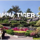 Sriracha Tiger Zoo