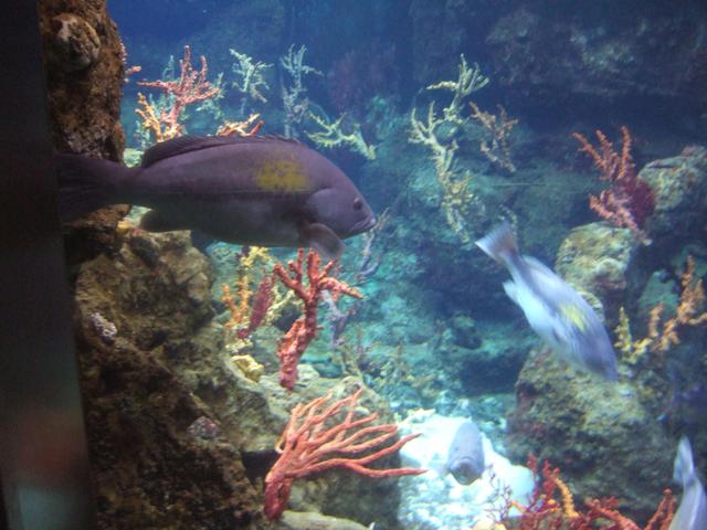 Akwarium Morskie