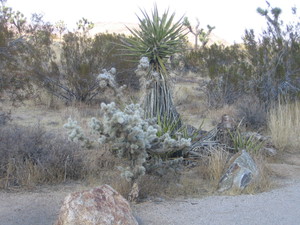 Joshua tree
