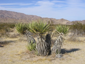 Joshua tree  3 