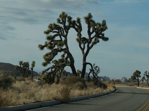 Joshua tree  4 