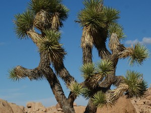 Joshua tree  7 
