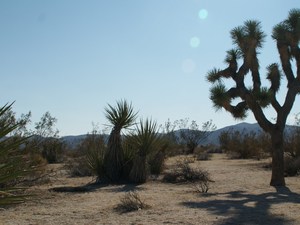 Joshua tree  8 