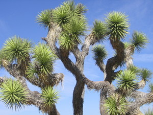 Joshua tree  11 