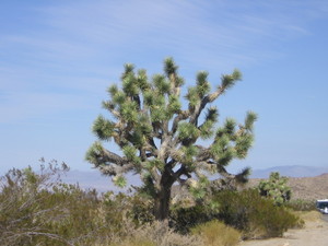 Joshua tree  13 