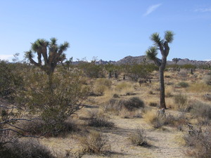 Joshua tree  14 