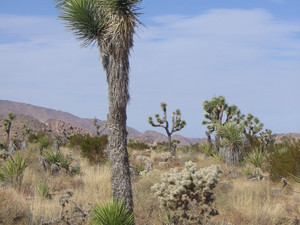 Joshua tree  16 