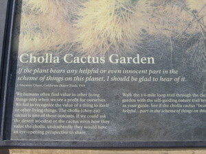 Cholla cactus garden  2 