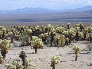Cholla cactus garden  4 