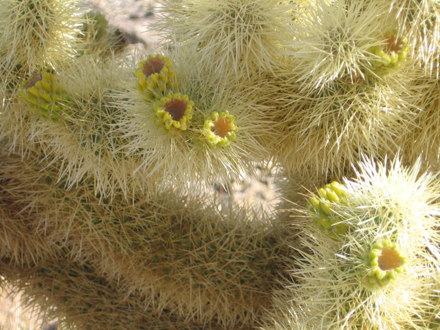 Cholla cactus garden  5 