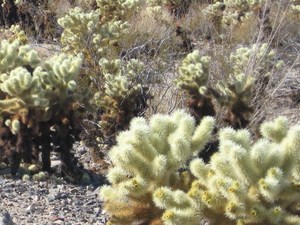Cholla cactus garden  6 