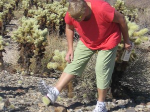 Cholla cactus garden  8 