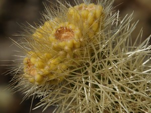 Cholla cactus garden  11 
