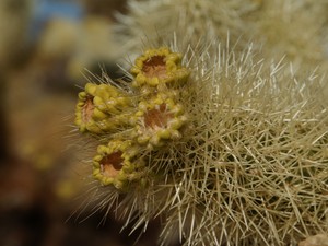 Cholla cactus garden  12 