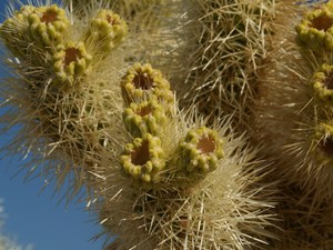 Cholla cactus garden  13 