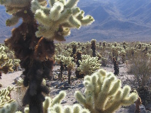 Cholla cactus garden  14 