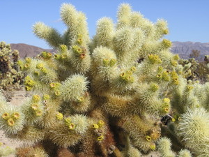Cholla cactus garden  15 