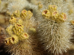 Cholla cactus garden  16 
