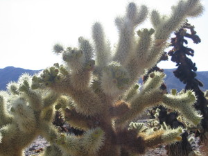 Cholla cactus garden  17 