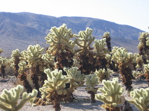 Cholla cactus garden  18 