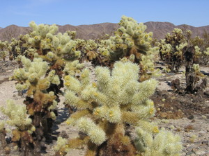 Cholla cactus garden  19 