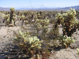 Cholla cactus garden  20 