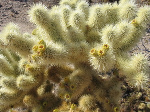 Cholla cactus garden  21 