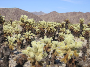Cholla cactus garden  25 