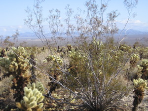Cholla cactus garden  27 