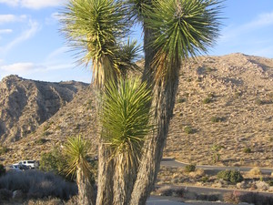 Coachella valley  7 